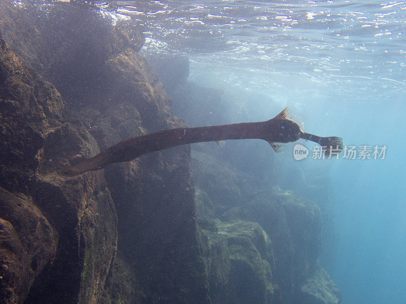 La Palma, Playa de los canajos的喇叭鱼(Aulostomus maculatus)， Cumbre Vieja火山爆发造成的浑浊的水，以及水中存在的火山灰。